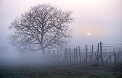 A lonely tree in the morning fog. Tree in foggy morning. Morning fog view. Lovely tree at fence in foggy morning