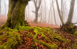 Autumn misty forrest. Tree roots in mossy fall