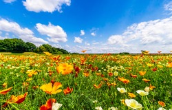 Flower meadow under a clear summer sky in color field