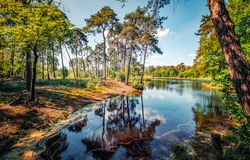 Forest river on a clear summer day. River in forest. Forest river landscape. Pine forest river landscape