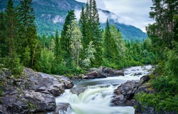 Mountain river in the forest. River wild in mountain forest. Mountain river wild landscape. River in mountains