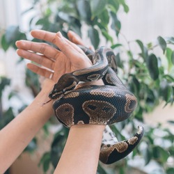 Snake on the woman hands