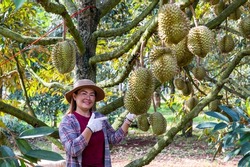 Asian female durian farmer, durians on the durian tree in a durian orchard