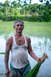 Bangladeshi rural farmer sowing paddy seedlings in a farmland , harvesting crops in a water filled field 
