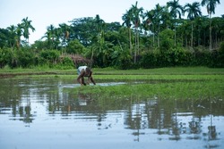 Bangladeshi rural farmer sowing paddy seedlings in a farmland , harvesting crops in a water filled field 