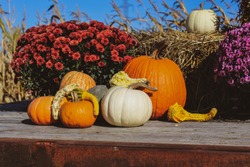 pumpkin patch in the fall 