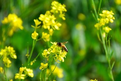 Honey Bee pollinating yellow mustard flowers and collecting Nectar on yellow field flowers