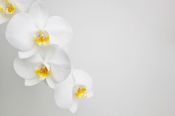 Flowering branch orchid Phalaenopsis or Moth dendrobium, close-up. The branch of orchids on a white background. A beautiful branch of a white orchid. Can be used as nature flower background. 