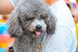 A grey poodle dog hugged and stuck out tongue