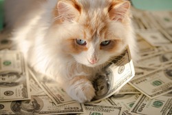 A white fluffy cat is lying on the $ 100 bill.The concept of a money cat for good luck