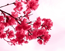 Viva Magenta color of the year 2023 Blooming sakura branches with pink purple flowers close-up against sky, copy space, natural spring floral background, cherry blossom selective focus soft focus defo
