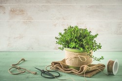 Savory herb plant a light green and white wooden background, vintage look, copy space