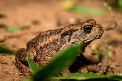 Close up of a common toad sitting on barren forest floor
