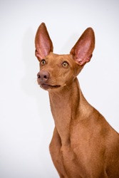 This is a portrait on a white background of a dog breed Cirneco del Etna