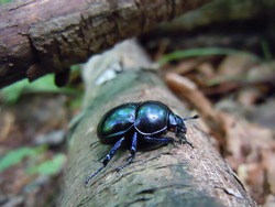 scarab that laboriously climbs over an obstacle in the middle of the mountain path