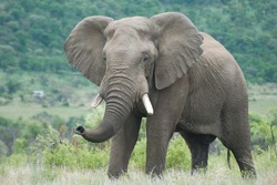 Large African elephant bull trumpeting trunk