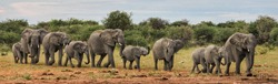 Elephants marching on parade in Namibia
