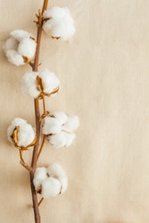 Cotton bolls on cotton fabric