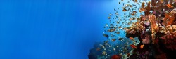 Red sea coral reef landscape with corals and damsel fishes with sun rays banner background