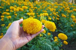African marigold on hand  in the garden , selective focus.
