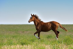 Horse in steppe