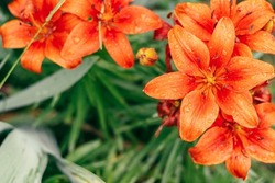 Partially blurred creative background image of bright orange lilies and greenery