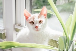 White and ginger cat 3-4 months sits near window. Kitten in rays of sun next to houseplant