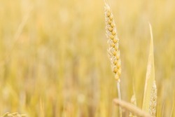 Rural scenery of ripe dry ears of golden wheat in farm field in sunny day. Agriculture, organic food production, rural life, harvest, health, botany, nature, wallpaper concept. Soft focus, copy space.