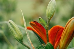 Partially blurred creative background image of bright orange Asiatic lily with greenery and beetle on petal, side view