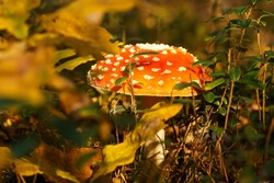 Bright red fly agaric mushroom with white dots in autumn forest near yellow leaves, lingonberry bushes, moss. Poisonous mushroom grows in sun. Nature, seasonal autumn forest, outdoor walk, mushrooms