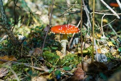 Bright red fly agaric mushroom with white dots in autumn forest near yellow leaves, lingonberry bushes, moss. Poisonous mushroom grows in sun. Nature, seasonal autumn forest, outdoor walk, mushrooms