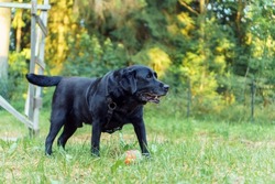 Black dog Labrador Retriever stand with his tongue out on green grass against backdrop of forest and looks away. Pet, family friend, purebred guard of private property