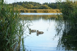Wild ducks swim in lake overgrown with bulrush on sunny day. Two ducks in water. Beautiful waterfowl bird. Green aquatic plants. Waterscape, wildlife, summer, natural beauty. Animals world.