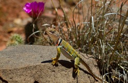 Collared lizard suns itself trail-side in the hills near Sedona, Arizona, with magenta blossom in the background.