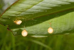 Photo of two cocoons and one spider that has come out of its cocoon behind a banana leaf.