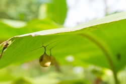 Photo of two spider cocoons behind a banana leaf