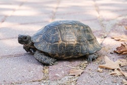 Small Greek tortoise crawls on city tiles. Turtle with large claws and a beautiful shell.