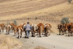 A Turkish shepherd with his cows in Kayseri, Turkey.