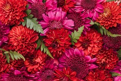 Purple and red pompon flowers background 