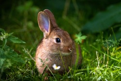 A wild orange Rabbit/bunny with big ears in a fresh green forest (Spring baby rabbit or Easter rabbit)