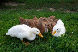 Ducks on the green grass. Ducks graze on the field. Domestic ducks eat green grass. Ducks sit in green grass.
