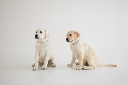 Two Labradors on a light background. Photo of labradors in the studio. White and beige labrador. Light labrador puppies are sitting on the floor. Labrador girl and boy on a light background. Two dogs.