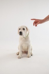 Labrador 3 months old. A white labrador sits on the floor. Puppy on a white background. A white labrador sits on the floor. Dog on a light background. A woman's hand is training a labrador.