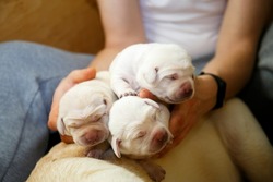 Three Labrador puppies in the arms of a girl. Close-up photo of little Labradors. Labradors sleep in the arms of a girl. Puppies 1 month old with closed eyes. Girl hugging labrador puppies.