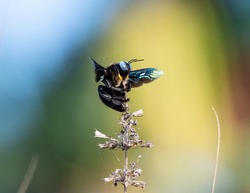 Xylocopa violacea, the violet carpenter bee, is the common European species of carpenter bee, and one of the largest bees in Europe. It is also native to Asia.
