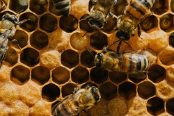 Natural honey bee Bee Keeper Cyprus insect macro close up beekeeping