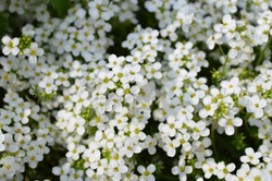 Sweet Alyssum (Lobularia maritima).  Bed with white flowers