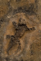 Fossil reptile. Lizard skeleton prehistoric fossil stone