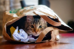 Cute, cheeky tabby long-haired kitten playing in a paper bag, peeking out 