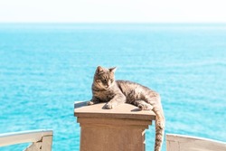 Puss is lying on lid of stone pillar. Cat on background of sea. Topic - serenity, insouciance, tranquility - everything that we love cats for